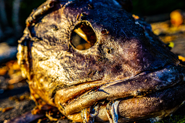 Fish Face Print