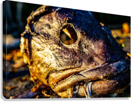 Fish Face Canvas Print