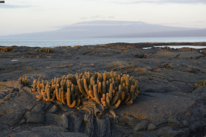 Lava Cactus