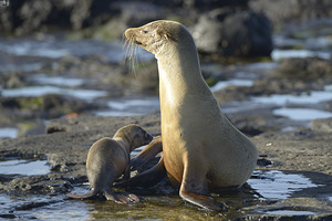 Galapagos sea lion