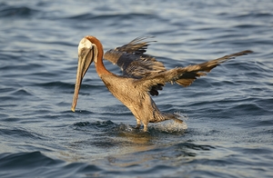 Brown Pelican Pelecanus occidentalis Elizabeth Bay Isabela Island Galapagos Islands Ecuador