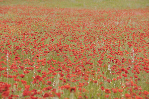 Red poppies - Roussillon