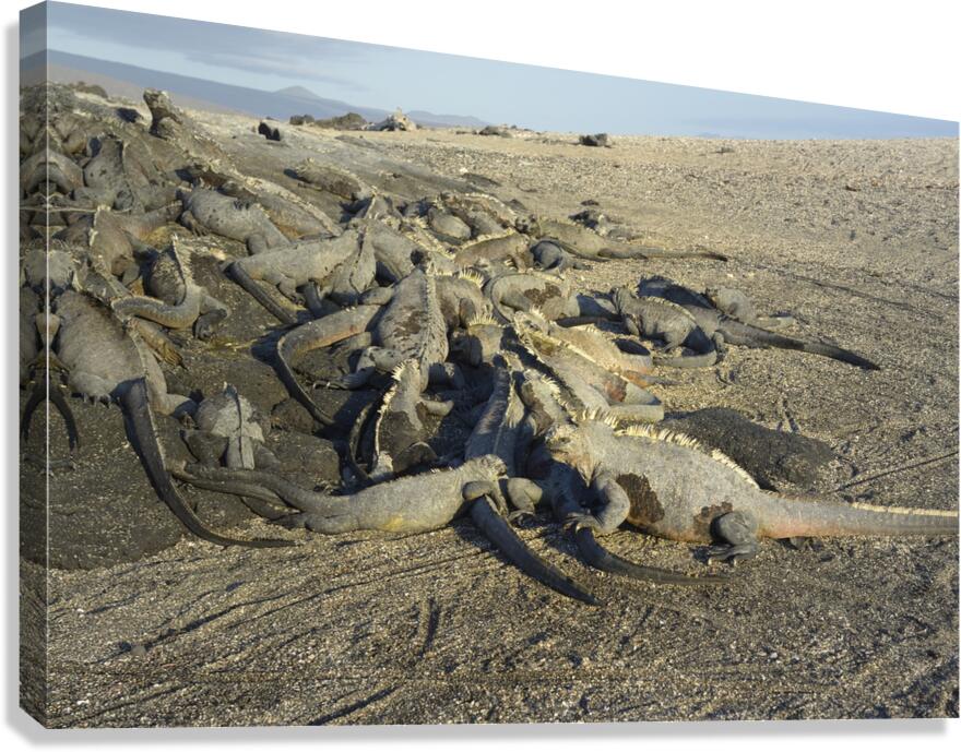 Group of Marine Iguanas Punta Espinosa Fernandina Island Galapagos Islands Ecuador Canvas Print