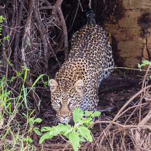Leopard Staring 4164