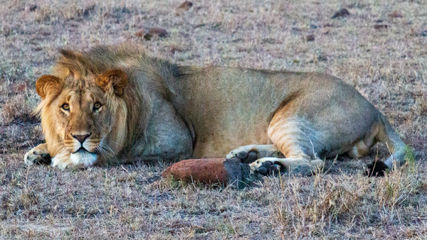 Lion 5167 by David Harrison