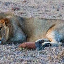 Lion 5167