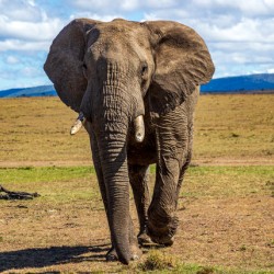 African Elephant 5548