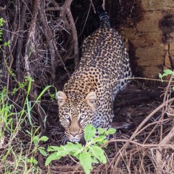Leopard Staring 4164