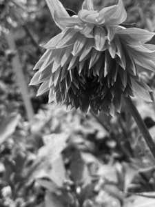 Black and white Dahila 