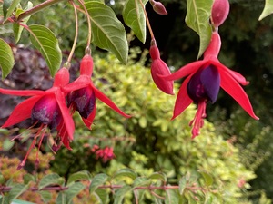Hummingbird fuchsia 