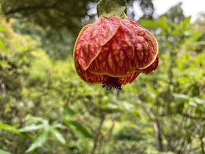 Red Tiger plant