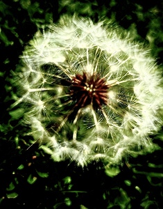Dreamy dandelion 