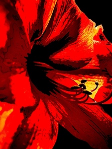 Red amaryllis 