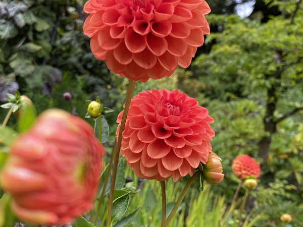 Dahlia  Print