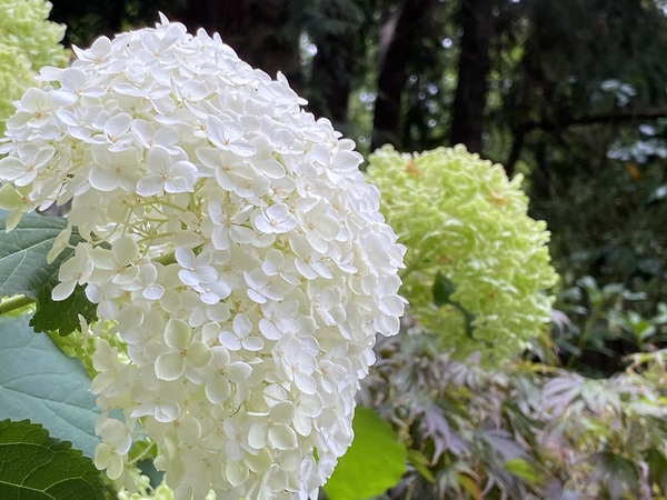 Smooth Hydrangea  Print