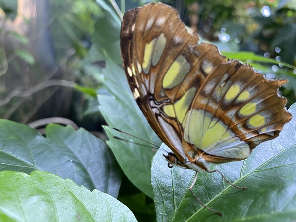 Butterfly  Print