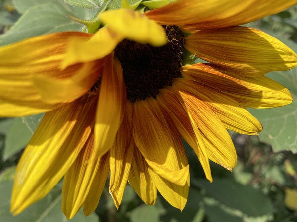 Sun Flower  Print