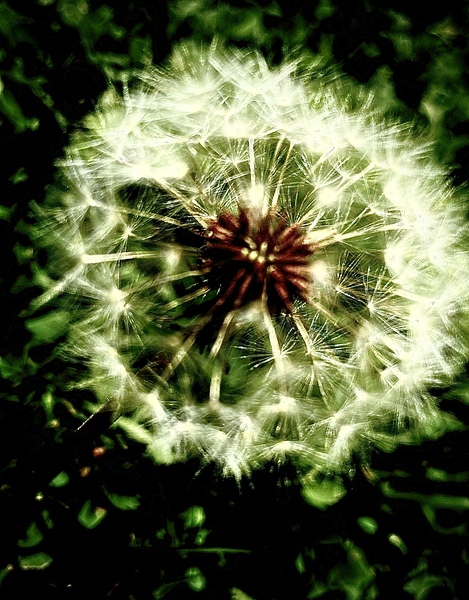 Dreamy dandelion  Print