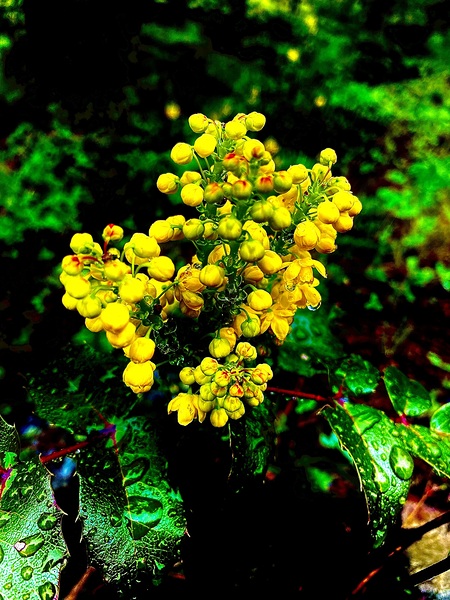 Holly-leaved barberry  by A R G