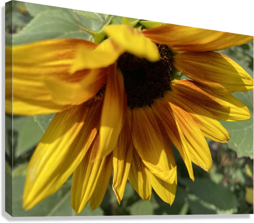 Sun Flower  Canvas Print