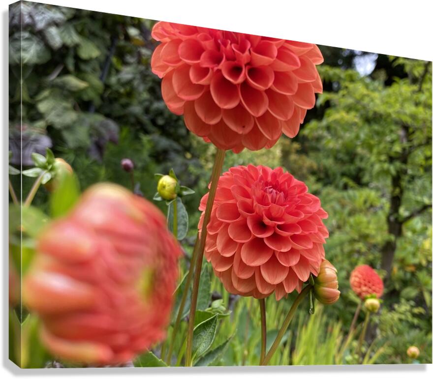 Dahlia  Canvas Print