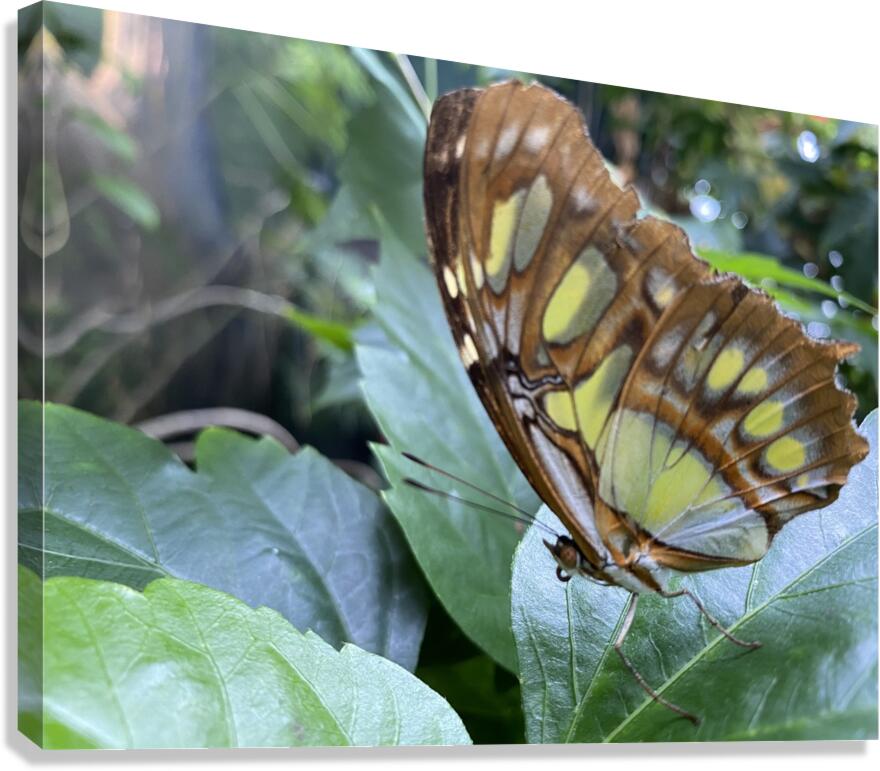 Butterfly  Canvas Print