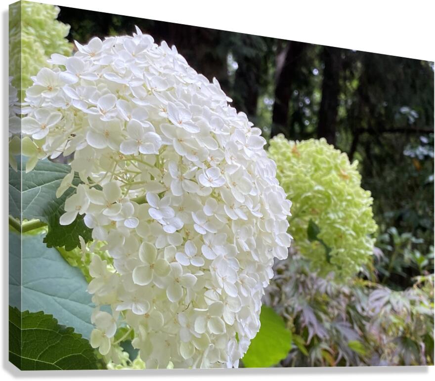 Smooth Hydrangea  Canvas Print