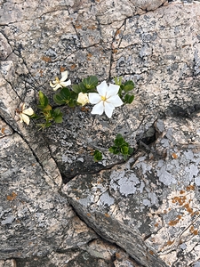 Blossoms of Enchantment A Dance of Colors