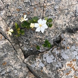 Blossoms of Enchantment A Dance of Colors