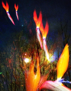 Night Flight to Paradise