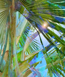 Tropical Prism