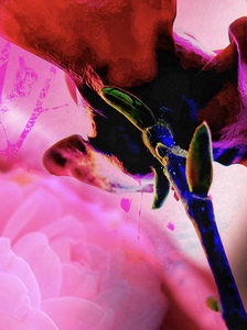 Royal Tulip 