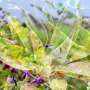 Succulent Whispers
