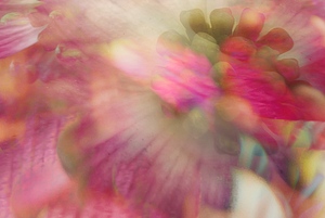 Whispering Dogwood