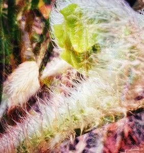 Unfolding Fern