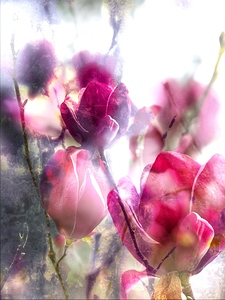  Vintage Tulips