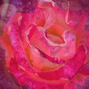 Carols Roses