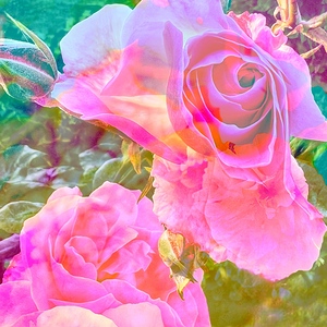 LA Roses