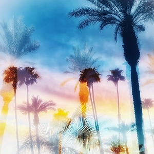 Palms 1