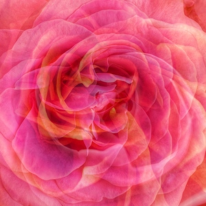 So Many Soft Petals