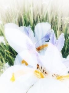 White Iris