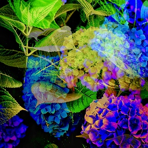 Abundance