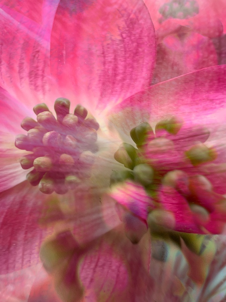 Double Dogwood by Brigitte Center