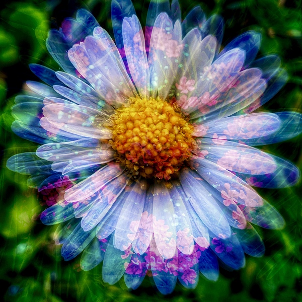 Daisy by Brigitte Center