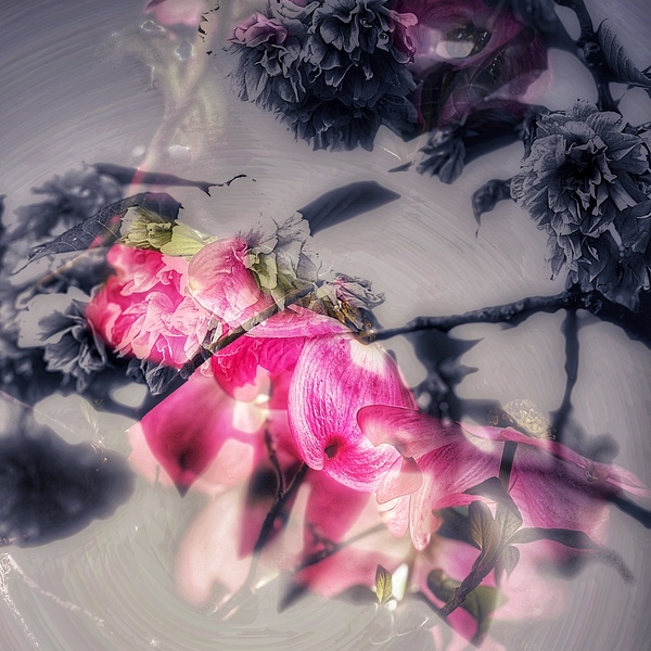 Grey and Pink by Brigitte Center