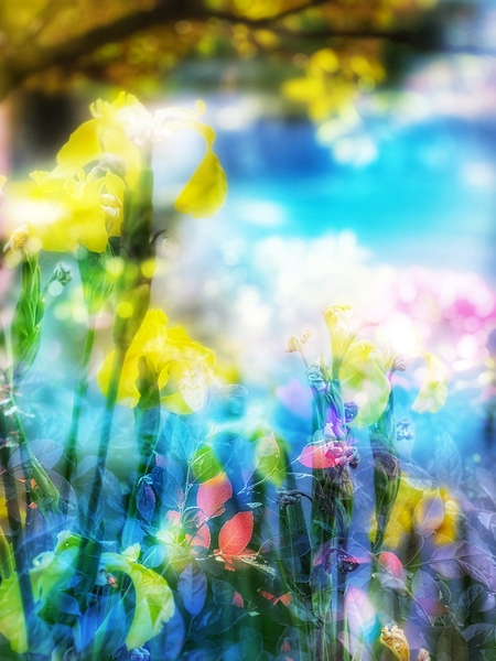 Hearts Dance in Sunlight by Brigitte Center
