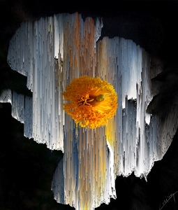 The Vibrant Smell of Poppy - Floral Art Print