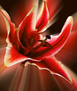 Alluring Stargazer Lily - Floral Art Print