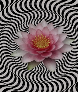 Water Lily in Its Vibrant Glory - Floral Art Print