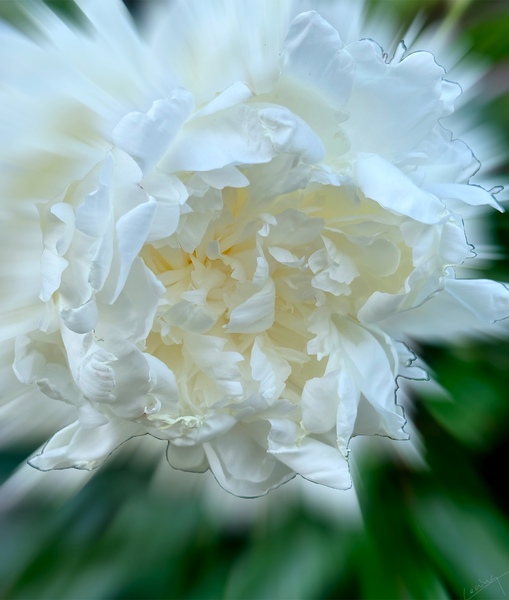 Bursting with Love and Beauty - Floral Art Print by Corina Ioana